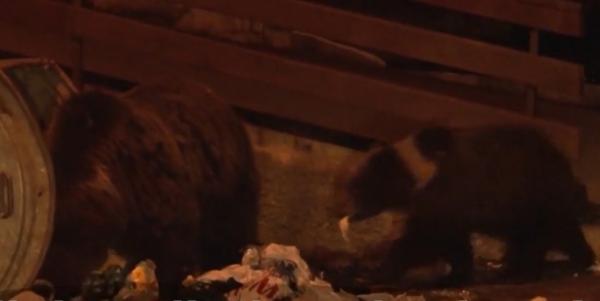 Localnicii din Buşteni, terorizaţi de sălbăticiuni! Urșii și porcii mistreți se plimbă nestingheriţi pe străzile staţiunii montane
