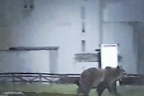 Un urs înfometat a vrut să intre în cabana salvamontiştilor de la Peştera, spărgând geamurile. Oamenii au tras o sperietură groaznică