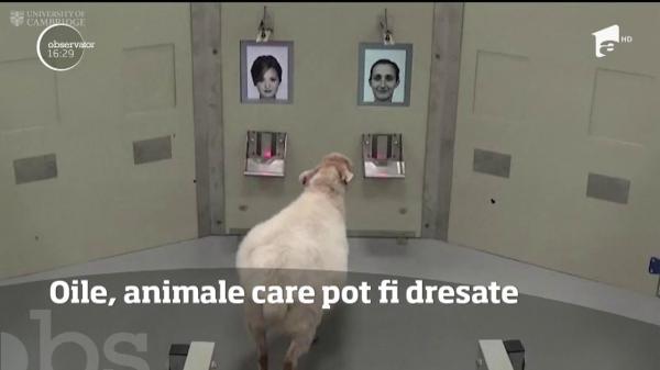 Oile, animale care pot fi dresate
