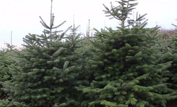 Românilor le plac mai mult brazii de Crăciun din import, decât cei din ţara noastră!