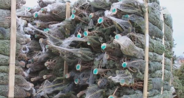 Brazii de Crăciun autohtoni sunt din ce în ce mai puţin ceruţi. Românilor le plac mai mult cei din import