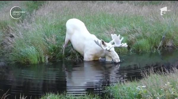 Un elan alb ajuns vedetă pe Internet este în pericol. Animalul ar putea fi împuşcat după ce a atacat mai mulţi oameni (VIDEO)