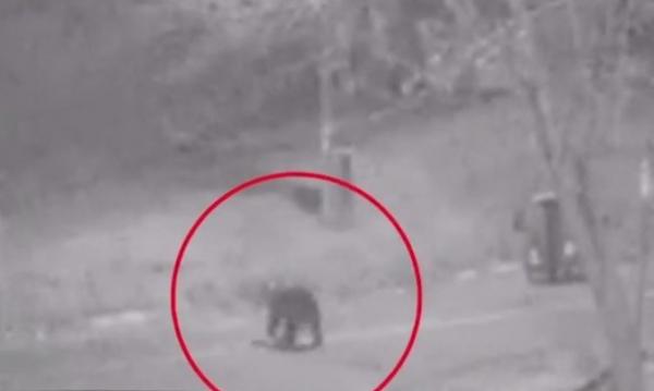 Bătrân grav rănit, după ce a fost atacat de urs în propria curte. Cum a reuşit omul să scape cu viaţă (VIDEO)
