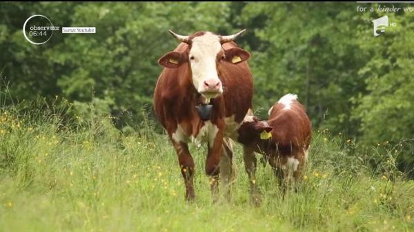 Vindem în viu şi ieftin! România exportă 1,5 milioane de viței și oi în fiecare an