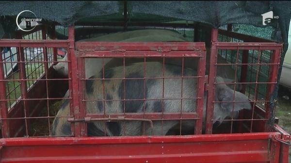 Fermierii au venit cu carne proaspătă de porc, la târgul de la Călugăreni. Puţini clienţi s-au înghesuit totuşi să cumpere