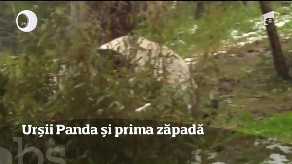 Doi urşi panda sunt mari iubitori de zăpadă