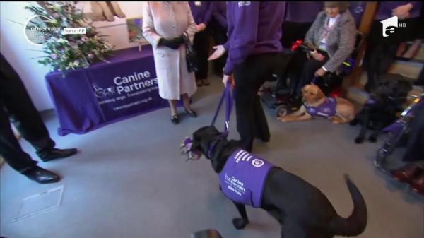 Regina Elisabeta a II-a, în vizită la câinii care îi ajută pe oamenii cu dizabilităţi! Întâlnirea a fost plină de emoţie