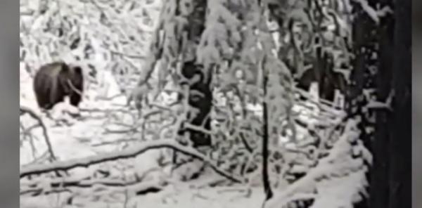 Un urs era cât pe ce sa dea buzna într-o primărie din Neamţ. Imaginile au fost surprinse de camerele de supraveghere