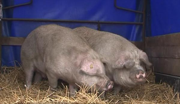 Preţurile la porci vii au crescut în târgurile de animale, înainte de Crăciun