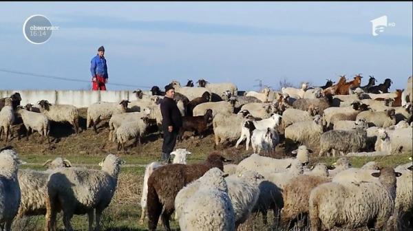 Petre Daea şi campania Alege Oaia: Ministrul Agriculturii a donat plăpumi de lână bătrânilor unui azil