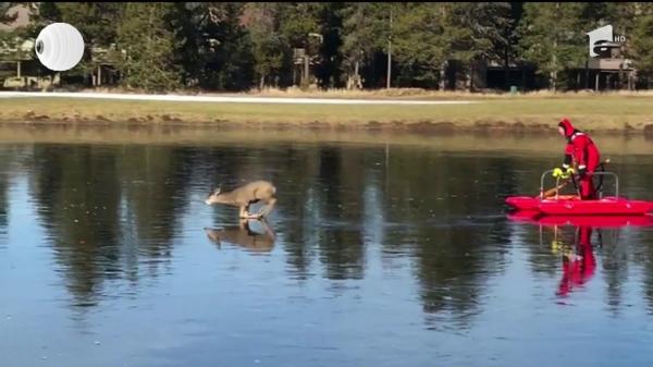 Viral. O căprioară care a încercat să traverseze un lac îngheţat a devenit vedetă pe Internet (Video)