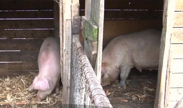 Pregătiri pentru masa de Crăciun. Porcii crescuţi în gospodării se vând mai bine în acest an