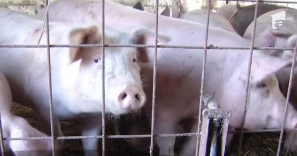 Porcii de curte, la mare căutare. În Mureş, kilogramul de carne se vinde şi cu 10 lei la poarta crescătorului