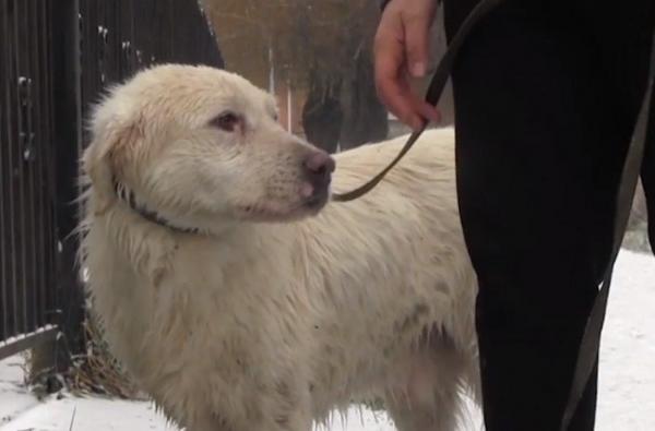 Cu multă muncă şi răbdare, un câine a fost salvat de pompierii dejeni, dar şi de voluntari