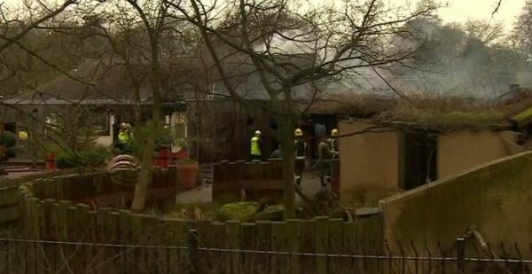 Mai multe animale au murit, după ce un incendiu a cuprins Grădina Zoologică din Londra