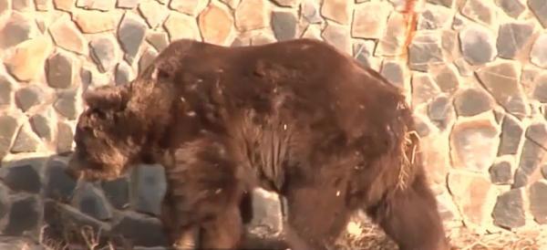 Animalele de la grădina zoologică din Galați, pregătite de iarnă