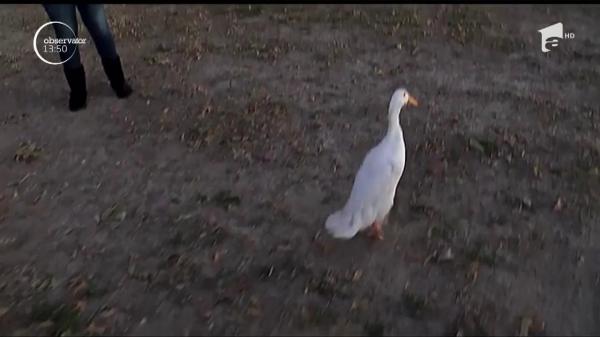 Nişte elevi din Statele Unite au ajutat o răţuşcă şchioapă să meargă din nou, cu ajutorul unui imprimante 3D