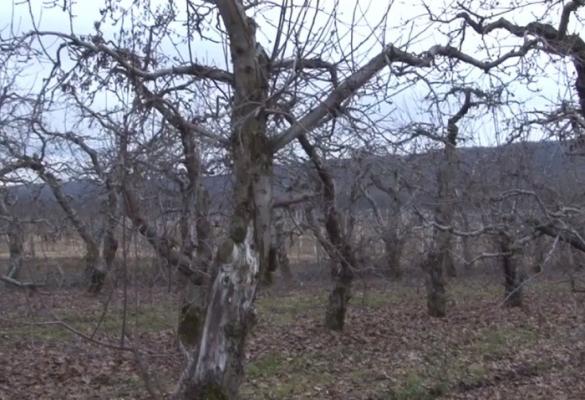 Căldura excesivă din acest început de an pune în pericol culturile agricole şi pomicole