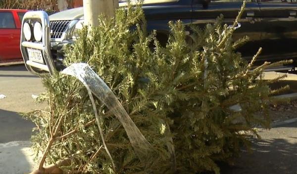 Pomii de Crăciun, aruncați de la balcon! Străzile din toată ţara s-au umplut de brazii uscaţi de sărbători