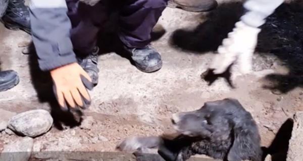 Căţeluş salvat de pompieri la Caraş-Severin. Rocky a ajuns într-un canal după o luptă cu o vulpe (Video)
