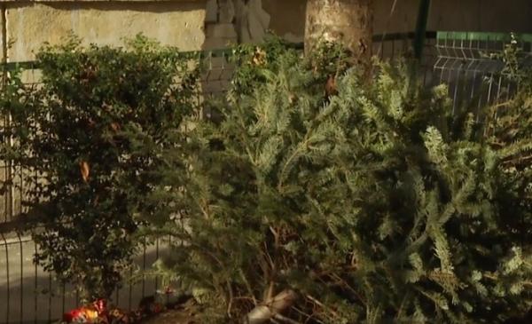 Au trecut Sărbătorile, au început să zboare de la balcon brazii de Crăciun