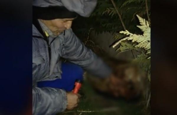 Poliţiştii constănţeni caută un bărbat care a împuşcat un câine, cu pistolul