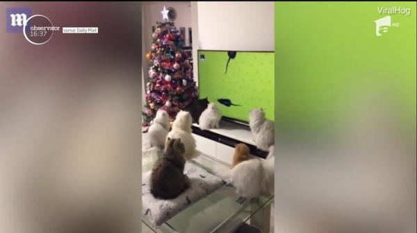 Şoarecii virtuali care ţin pisicile ocupate