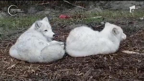 Două vulpi polare, vedete la malul mării. Animalele aşteaptă pui la Microrezervaţia din Constanţa