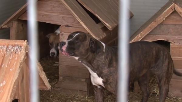 Câiniii agresivi, vânduţi ilegal pe Internet. Crescătorii de animale cer şi 2.000 de euro pentru o femelă