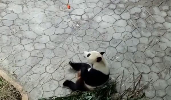Există dietă pentru urşii Panda şi funcţionează!