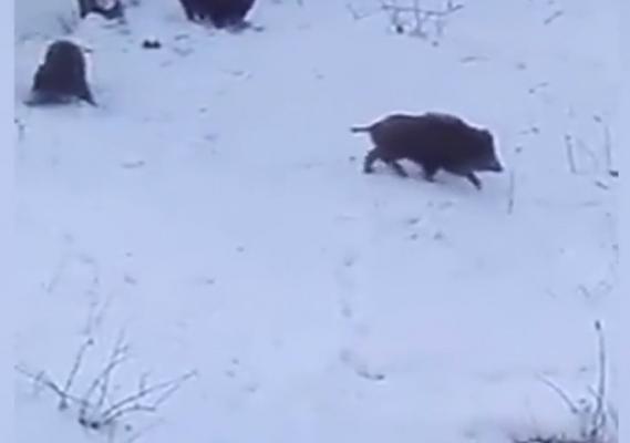 Localnicii unui cartier din Sinaia s-au trezit cu mai mulţi porci mistreţi plimbându-se pe străzile din oraş