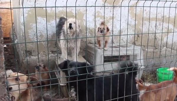 O familie din județul Buzău crește în curte aproape 300 de câini. Vecinii sunt terorizaţi de mirosul venit de animale