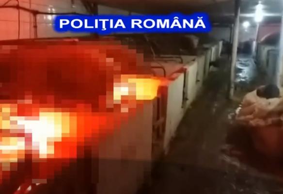 Percheziţii la o fermă de porci din Argeş. Aerul din zonă este irespirabil, animalele fiind ţinute în mizerie