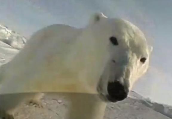 Urşii polari din Alaska, jurnalişti de ocazie. Imaginile unice surprinse chiar de animale (Video)