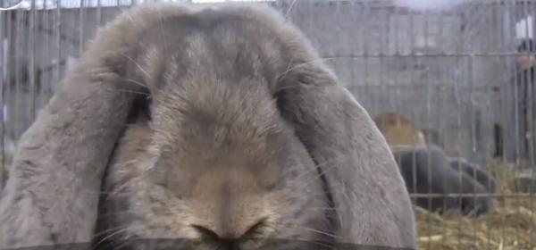 Expoziţie de iepuri sau păsări, la Baia Mare. Animalele de casă au costat şi 100 de euro