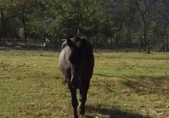 Tania, un exemplar din rasa Huţul, dispărută fără urmă. Proprietare oferă recompensă celor care îi ajută să o găsească
