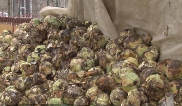 Varza românească se strică pe câmp, supermarketurile şi pieţele sunt pline de varză din import