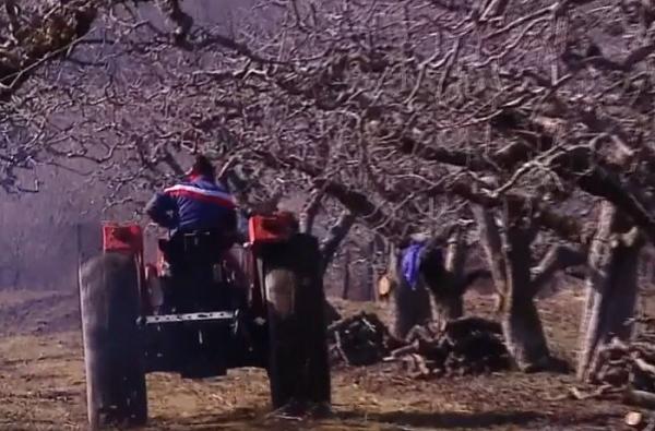 Dispar merele de Voineşti. Pieţele sunt pline de fructe de import vândute sub această denumire