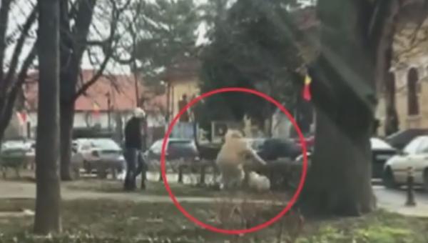 Câinele care a doborît o femeie în Târgu Jiu a rupt și hainele unui bărbat