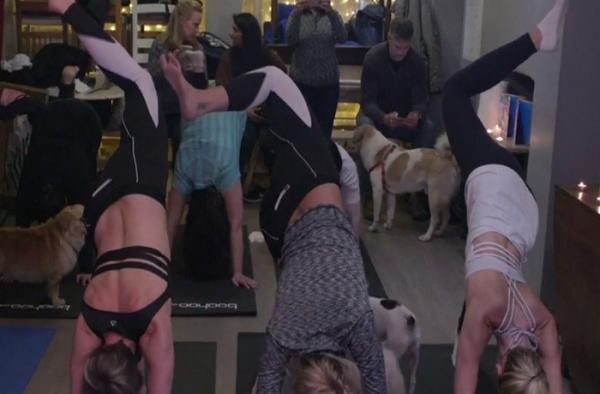 O nouă modă, yoga cu câini