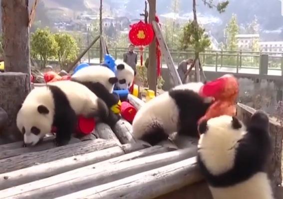 Anul Nou Chinezesc vine la pachet cu zeci de surprize pentru ursuleţii panda