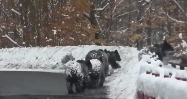 Urşii abia ieşiţi din hibernare se plimbă pe mijlocul şoselei, în Covasna (Video)
