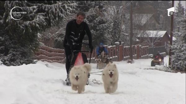 Spectacol în Munţii Apuseni! Zeci de câini de zăpadă s-au aliniat la startul unei curse inedite