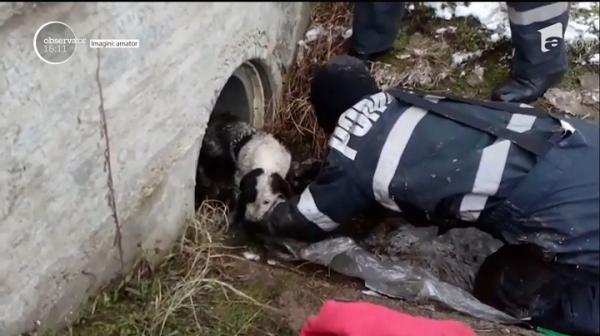 Salvare emoţionantă în localitatea Carcea din judeţul Dolj! Pompierii au salvat o căţeluşă dintr-un canal adânc de opt metri