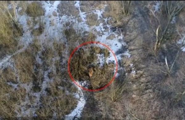 O vacă a evadat în timp ce era dusă spre abator, în Polonia