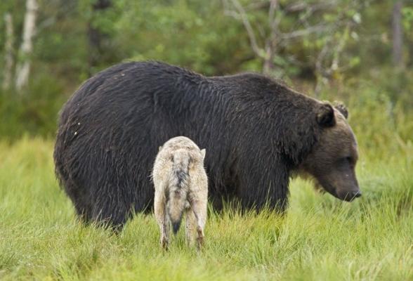 Urşii prietenoşi nu există doar în filme. În Rusia, unul a ajuns chiar să fie mascota preferată a copiilor