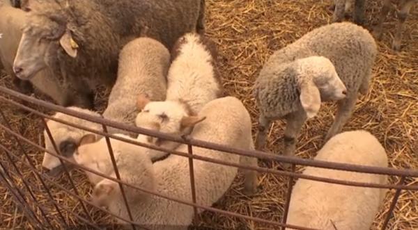 Frigul ar scumpi mielul de Paşte. Crescătorii se tem că nu toţi puii vor trece de iarnă