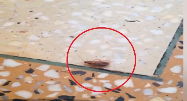 Gândac filmat plimbându-se prin Secţia de Cardiologie a Spitalului Judeţean din Bacău