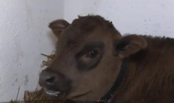 Premieră ştiinţifică în România. Primul viţel japonez 100%, născut prin transfer de embrion la Târgu Mureş