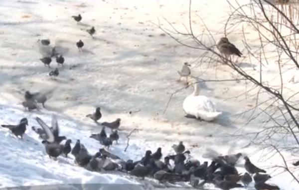Lacul păsărilor de la Microrezervaţia Delfinariului din Constanţa a înghețat bocnă